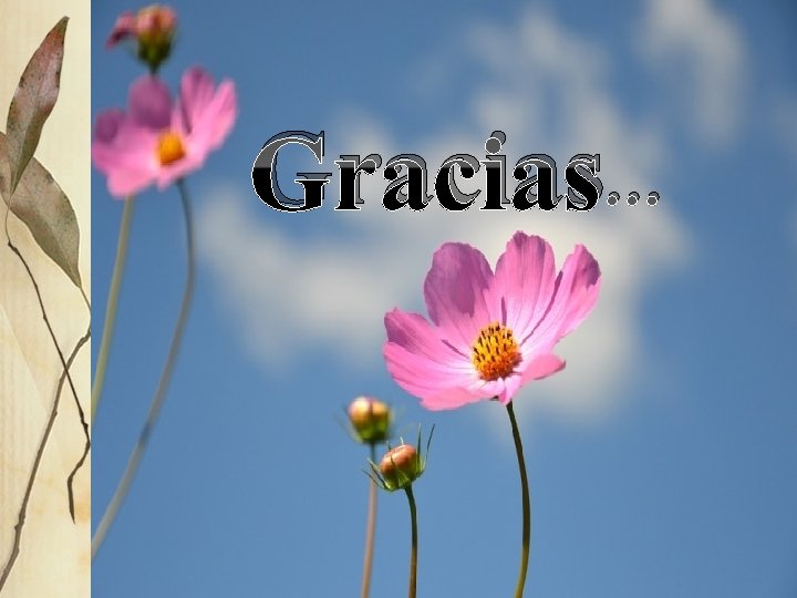 Gracias… 