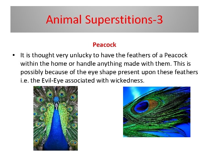 Animal Superstitions-3 Peacock • It is thought very unlucky to have the feathers of