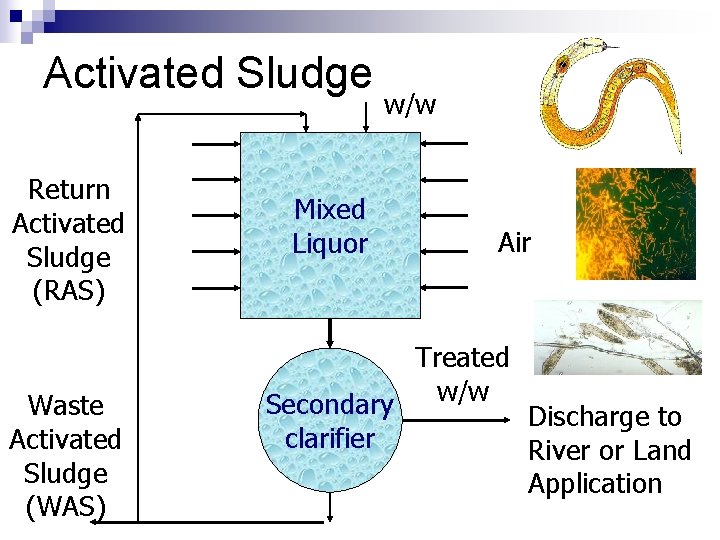 Activated Sludge Return Activated Sludge (RAS) Waste Activated Sludge (WAS) Mixed Liquor w/w Air