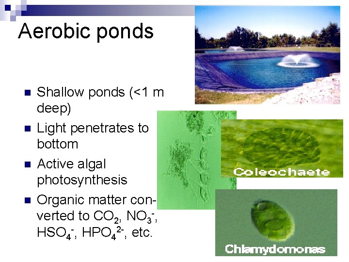 Aerobic ponds n n Shallow ponds (<1 m deep) Light penetrates to bottom Active