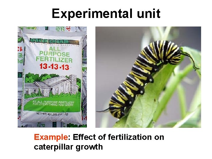 Experimental unit Example: Effect of fertilization on caterpillar growth 