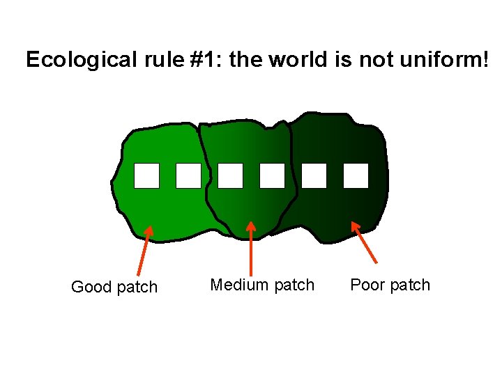 Ecological rule #1: the world is not uniform! Good patch Medium patch Poor patch