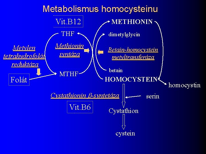 Metabolismus homocysteinu Vit. B 12 THF Metylen tetrahydrofolát reduktáza Folát Methionin syntáza MTHF METHIONIN