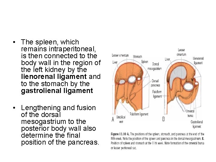  • The spleen, which remains intraperitoneal, is then connected to the body wall