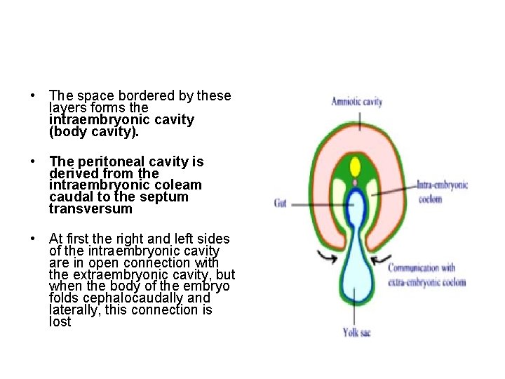  • The space bordered by these layers forms the intraembryonic cavity (body cavity).