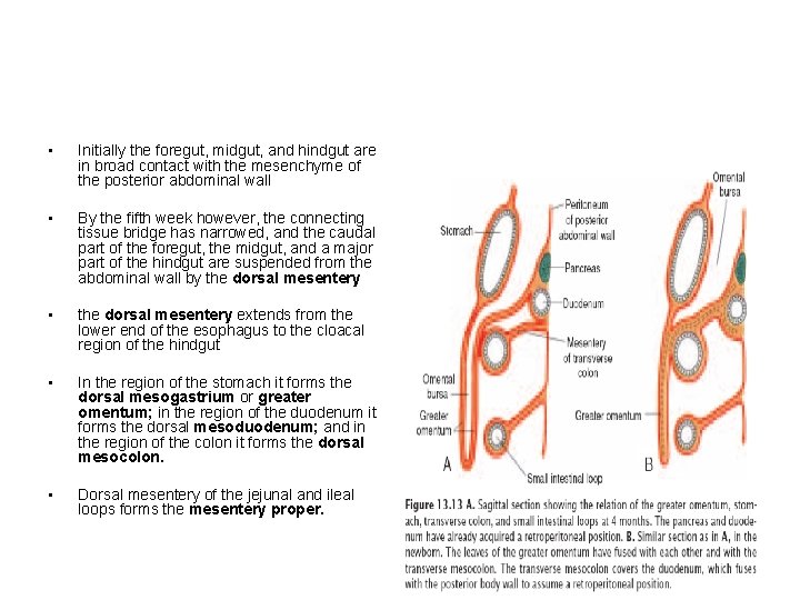  • Initially the foregut, midgut, and hindgut are in broad contact with the