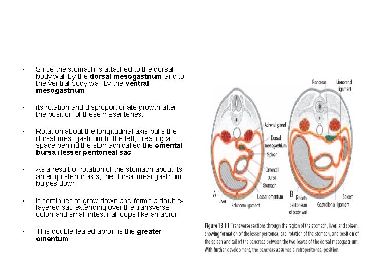  • Since the stomach is attached to the dorsal body wall by the