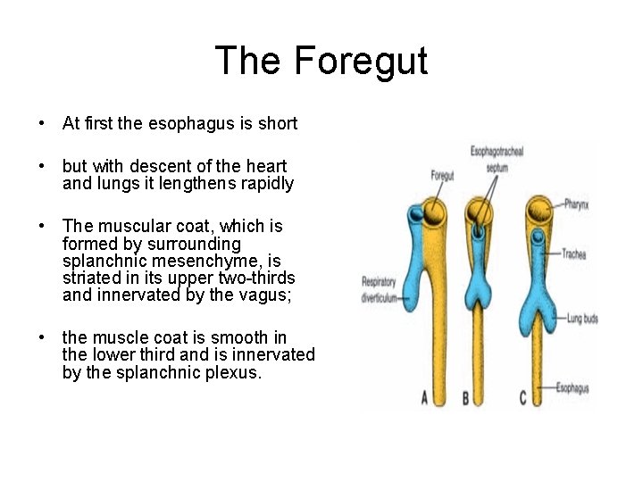 The Foregut • At first the esophagus is short • but with descent of
