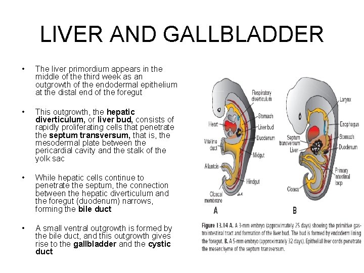 LIVER AND GALLBLADDER • The liver primordium appears in the middle of the third