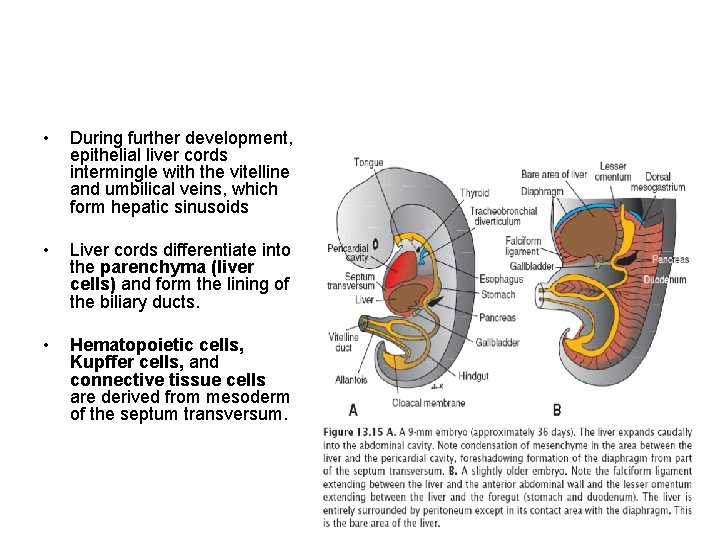  • During further development, epithelial liver cords intermingle with the vitelline and umbilical