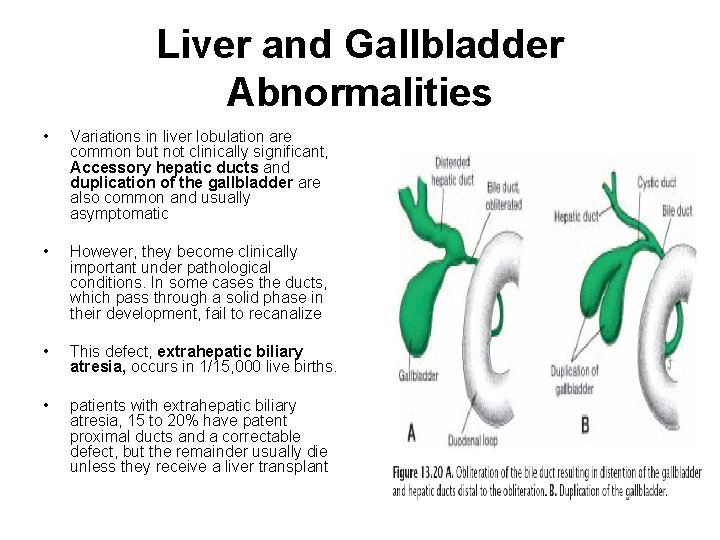 Liver and Gallbladder Abnormalities • Variations in liver lobulation are common but not clinically