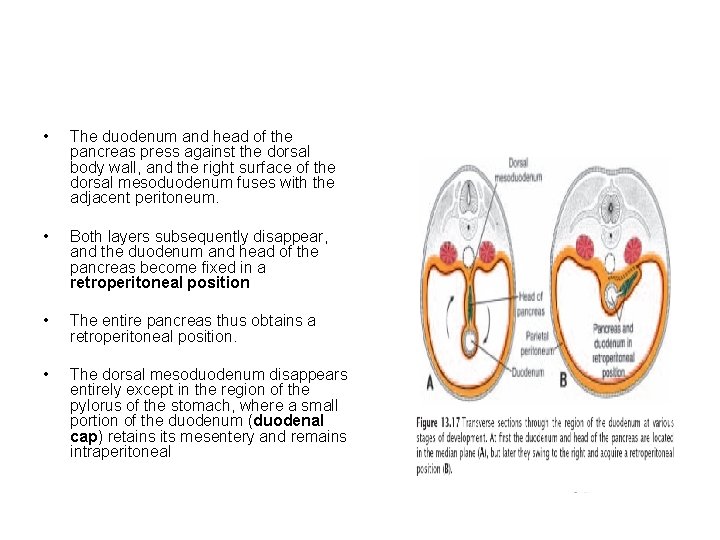  • The duodenum and head of the pancreas press against the dorsal body