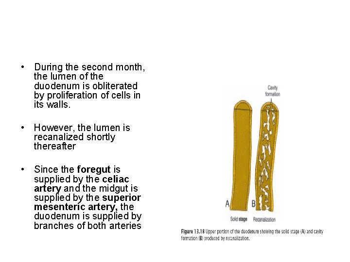  • During the second month, the lumen of the duodenum is obliterated by