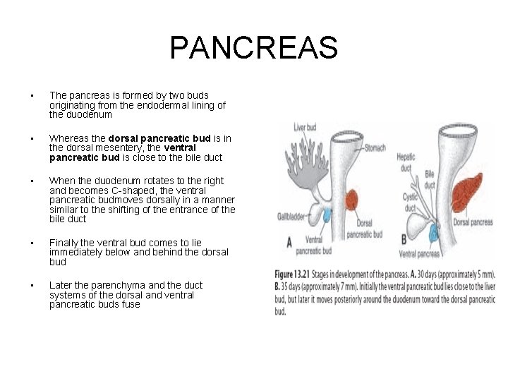 PANCREAS • The pancreas is formed by two buds originating from the endodermal lining
