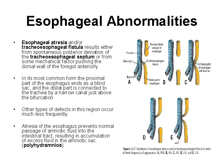 Esophageal Abnormalities • Esophageal atresia and/or tracheoesophageal fistula results either from spontaneous posterior deviation