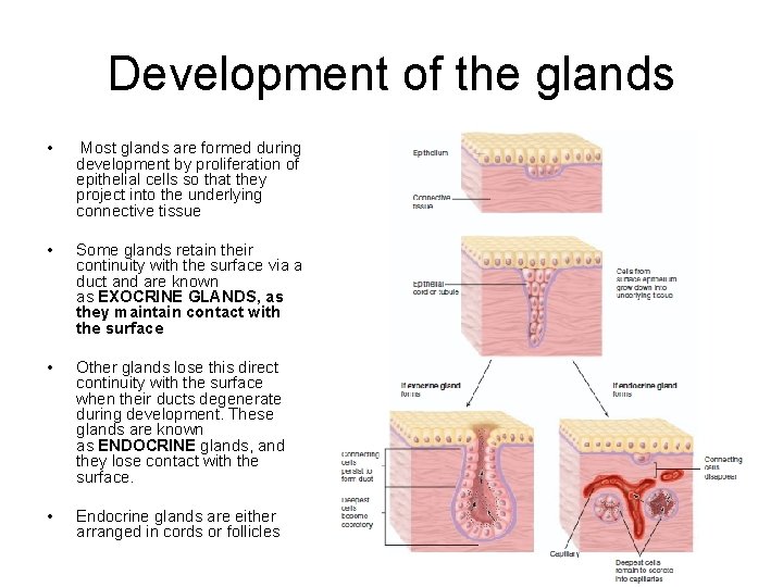 Development of the glands • Most glands are formed during development by proliferation of