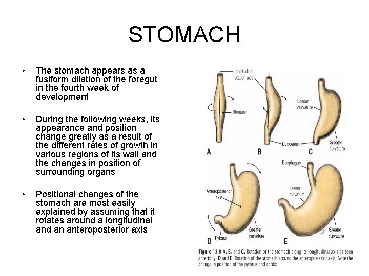 STOMACH • The stomach appears as a fusiform dilation of the foregut in the