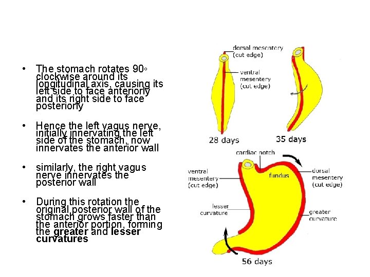  • The stomach rotates 90◦ clockwise around its longitudinal axis, causing its left