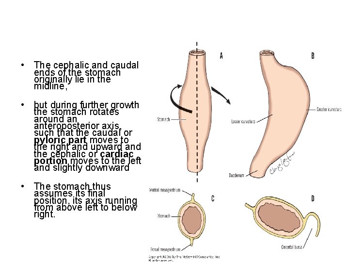  • The cephalic and caudal ends of the stomach originally lie in the