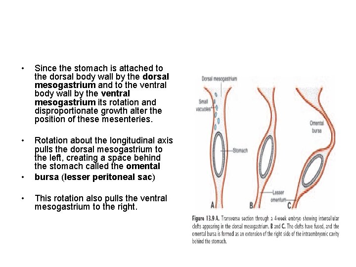  • Since the stomach is attached to the dorsal body wall by the