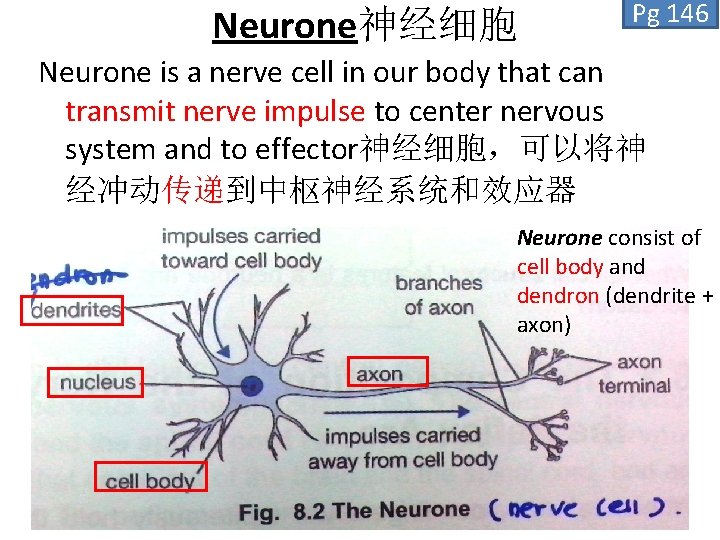 Neurone神经细胞 Pg 146 Neurone is a nerve cell in our body that can transmit