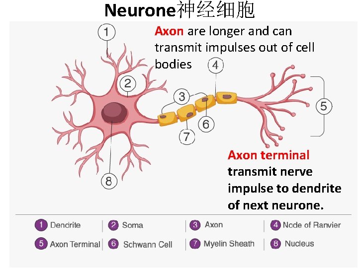 Neurone神经细胞 Axon are longer and can transmit impulses out of cell bodies Axon terminal