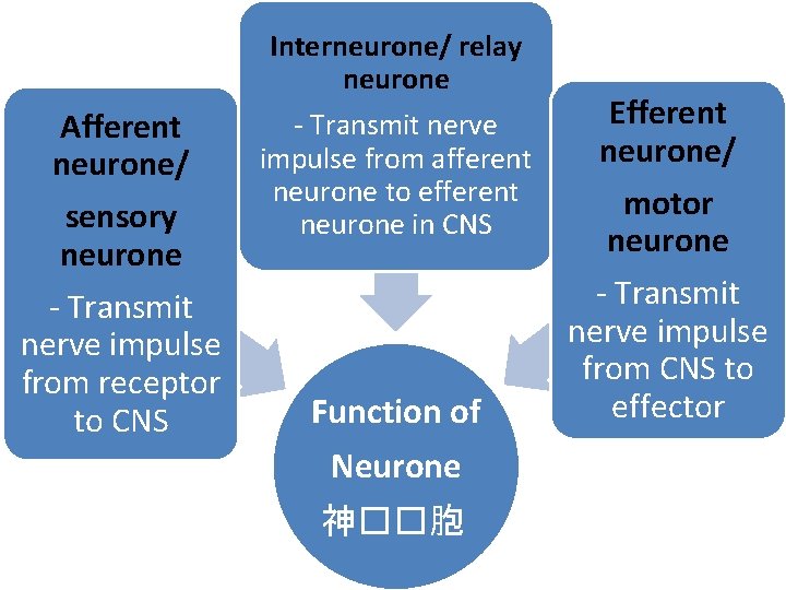 Interneurone/ relay neurone Afferent neurone/ sensory neurone - Transmit nerve impulse from receptor to