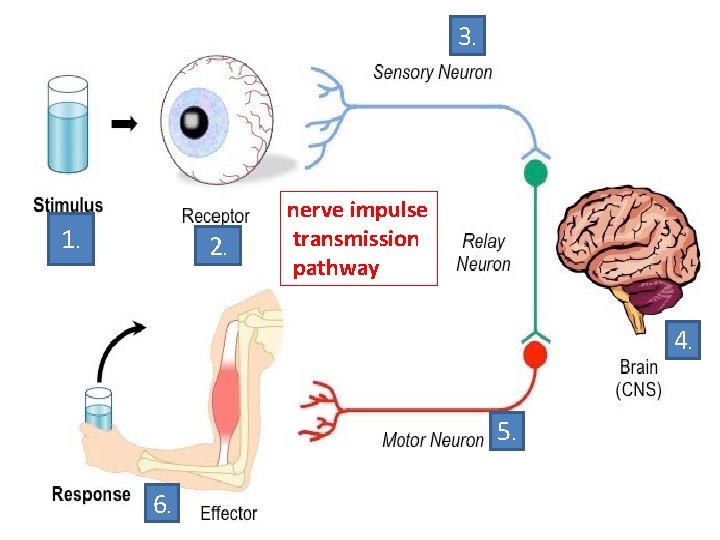 3. 1. 2. nerve impulse transmission pathway 4. 5. 6. 