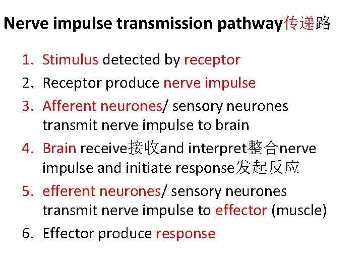 Nerve impulse transmission pathway传递路 1. Stimulus detected by receptor 2. Receptor produce nerve impulse