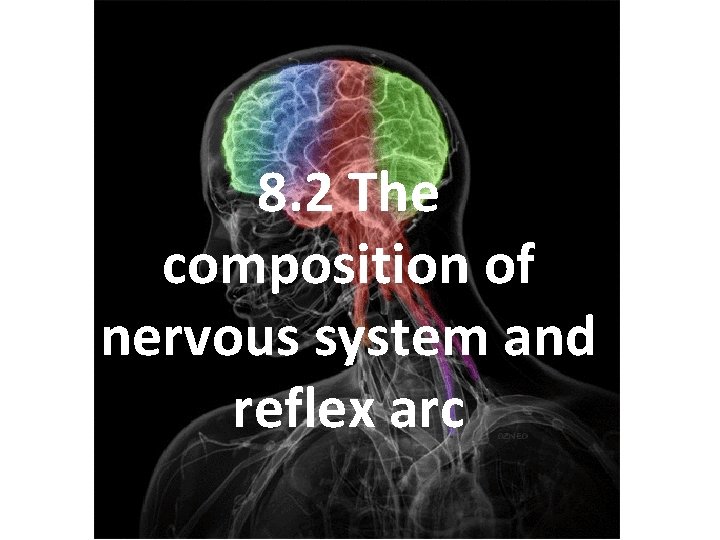 8. 2 The composition of nervous system and reflex arc 