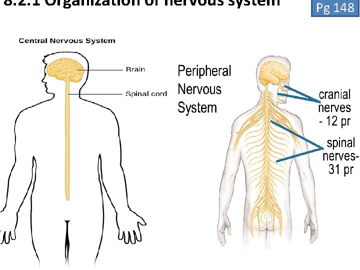 8. 2. 1 Organization of nervous system 神经系统 Pg 148 