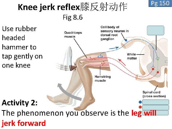 Knee jerk reflex膝反射动作 Pg 150 Fig 8. 6 Use rubber headed hammer to tap