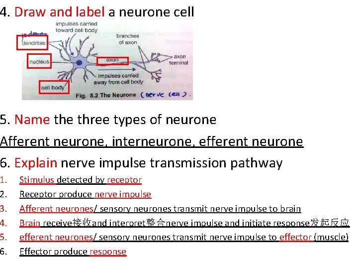 4. Draw and label a neurone cell 5. Name three types of neurone Afferent