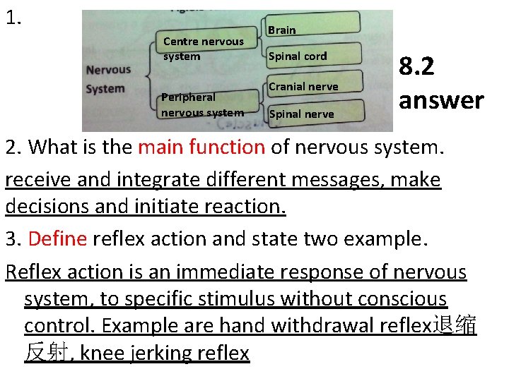 1. Centre nervous system Peripheral nervous system Brain Spinal cord Cranial nerve Spinal nerve