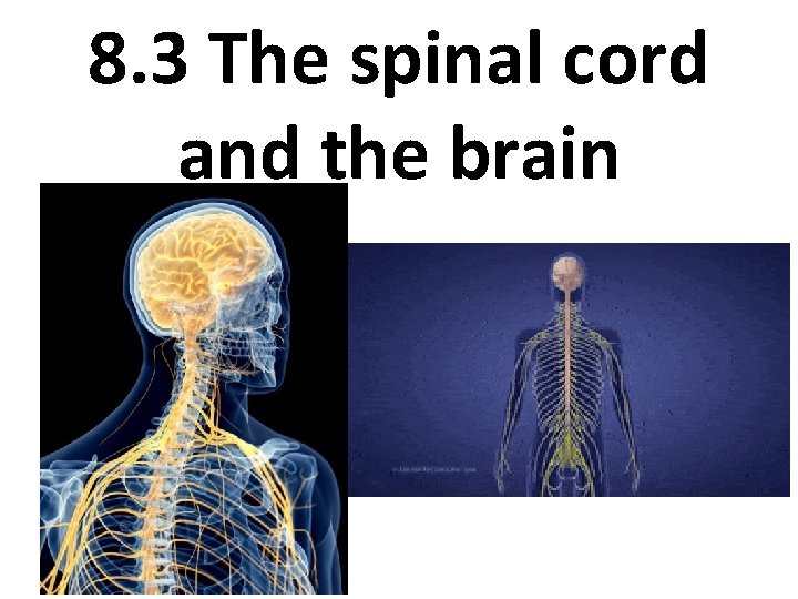 8. 3 The spinal cord and the brain 
