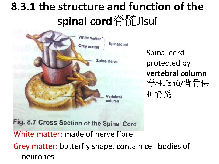 8. 3. 1 the structure and function of the spinal cord脊髓Jǐsuǐ Spinal cord protected