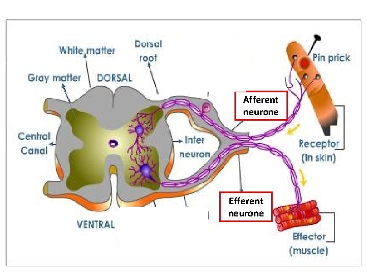 Afferent neurone Efferent neurone 