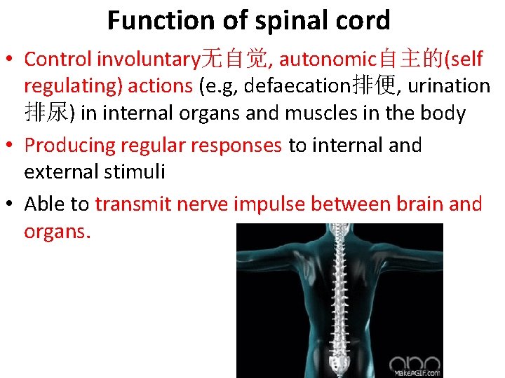 Function of spinal cord • Control involuntary无自觉, autonomic自主的(self regulating) actions (e. g, defaecation排便, urination