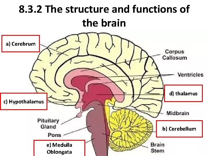 8. 3. 2 The structure and functions of the brain a) Cerebrum d) thalamus