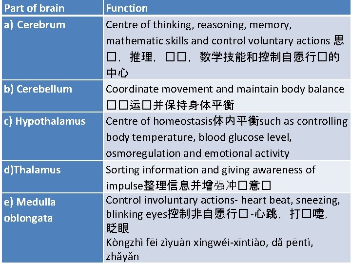 Part of brain a) Cerebrum b) Cerebellum c) Hypothalamus d)Thalamus e) Medulla oblongata Function