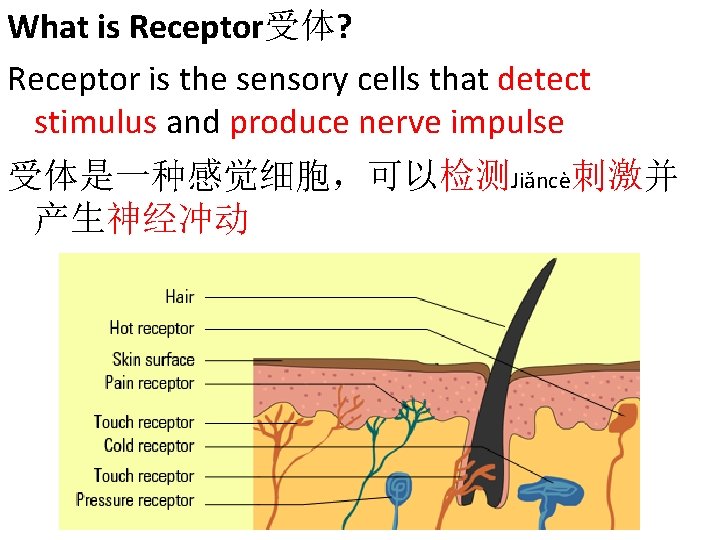 What is Receptor受体? Receptor is the sensory cells that detect stimulus and produce nerve