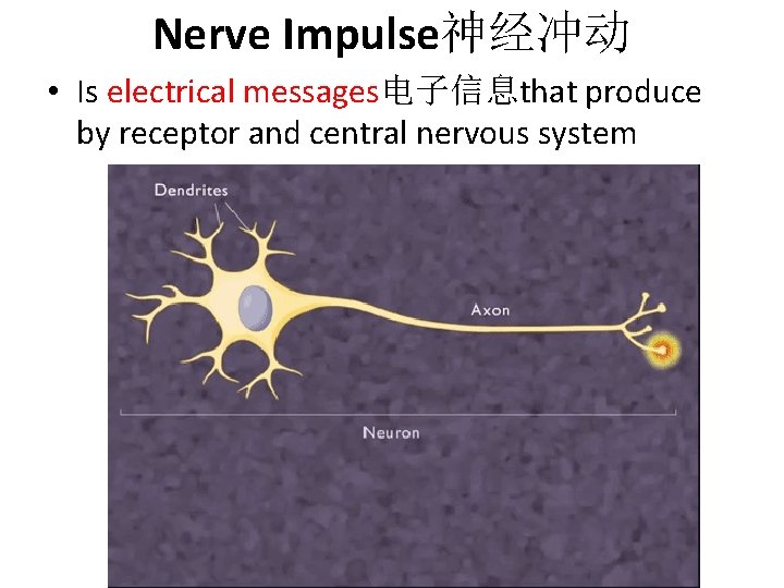 Nerve Impulse神经冲动 • Is electrical messages电子信息that produce by receptor and central nervous system 