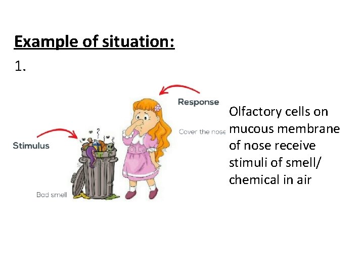 Example of situation: 1. Olfactory cells on mucous membrane of nose receive stimuli of
