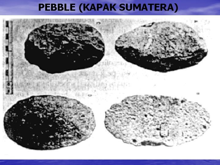 PEBBLE (KAPAK SUMATERA) 