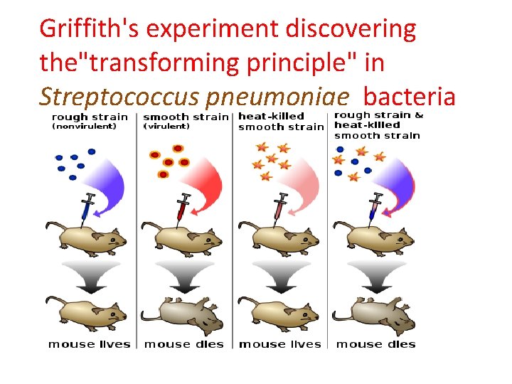 Griffith's experiment discovering the"transforming principle" in Streptococcus pneumoniae bacteria 
