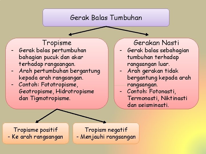 Gerak Balas Tumbuhan Tropisme - Gerak balas pertumbuhan bahagian pucuk dan akar terhadap rangsangan.