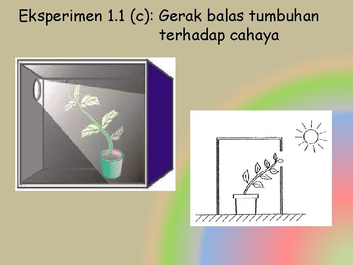 Eksperimen 1. 1 (c): Gerak balas tumbuhan terhadap cahaya 