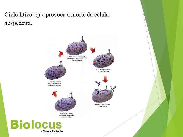 Ciclo lítico: que provoca a morte da célula hospedeira. Biolocus < Vírus e bactérias