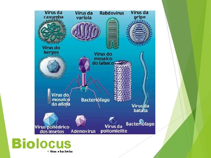 Biolocus < Vírus e bactérias 