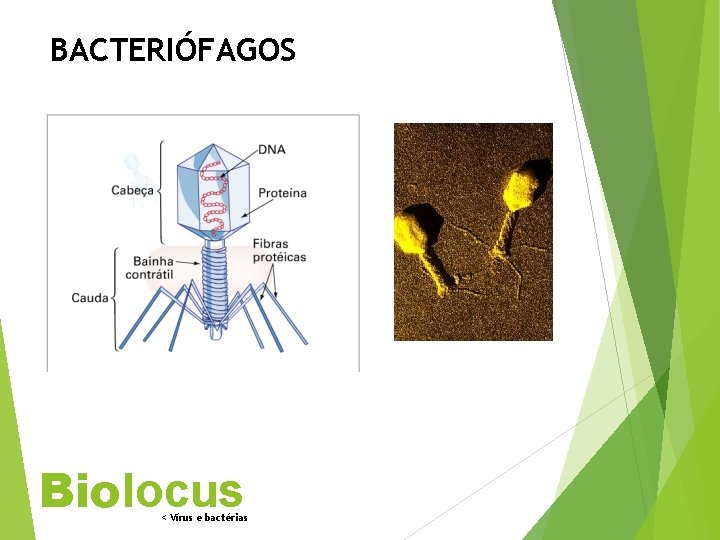 BACTERIÓFAGOS Biolocus < Vírus e bactérias 